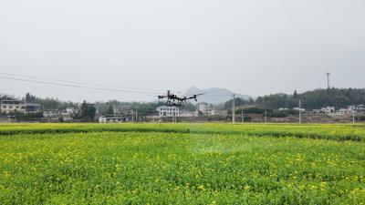 崇阳县铜钟乡8000亩油菜喝上“营养液”