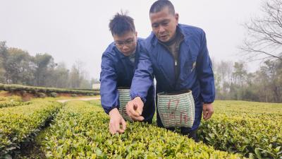 崇阳：“老把式”牵手“新农人”    看茶园“父子兵”种出满园春茶香