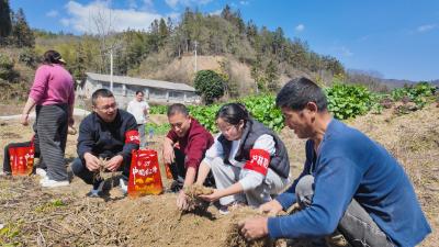 崇阳县桂花泉镇春耕种药促民富