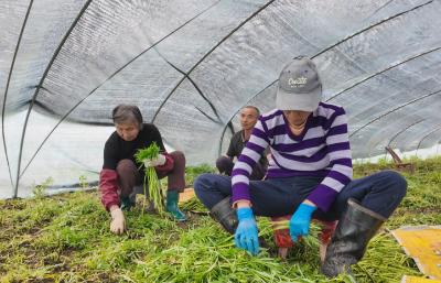 崇阳：一茬藜蒿一茬稻   田野种出好日子