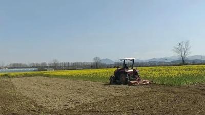 崇阳县隽青农场水果玉米即将“安家”沃野