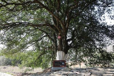 人养树，树养人！崇阳县白霓镇童家湾百年古桂群养活了几代人