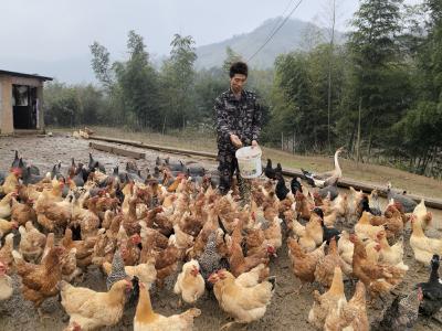 小镇创业家 | 从都市逐梦到乡村“鸡倌”，看崇阳90后返乡小伙的反向“奔跑”
