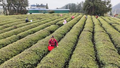 春染茶垄香满径   崇阳县头春茶抢“鲜”开采