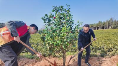 崇阳县青山镇：厚植生态根基   共筑美丽家园