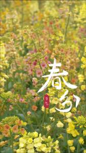 当龙抬头遇上春分