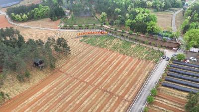 春暖田间育“金苗”  崇阳现代农业产业园千亩黄精长势旺