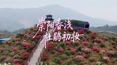 微视 | 崇阳春浅 杜鹃初妆