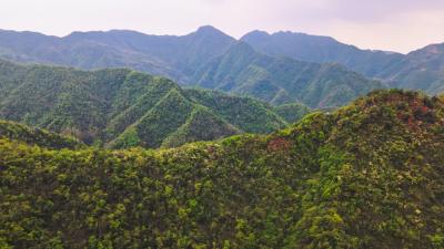 赏双色杜鹃，觅无限春光， 崇阳县徒步旅行新地标+1！