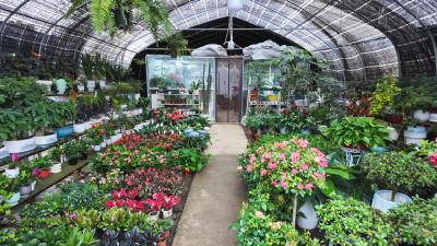 “五一”崇阳花卉市场购销两旺  鲜花扮靓美好假期