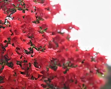 【桃溪文艺】石双尚：杜鹃行记（组诗）