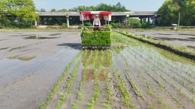 崇阳县肖岭乡机械化插秧按下春耕“快进键”