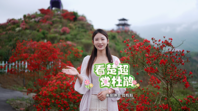 赴楚超之约，赏杜鹃芳华｜百万博主邀您共赴崇阳花海盛宴