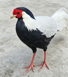 崇阳：警民接力  帮助“白凤凰”重返山林