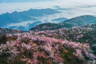 【桃溪文艺】吴梅芳：野樱漫溢大岭山  