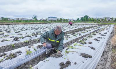 每亩收益5000元  崇阳县肖岭乡800亩“致富苗”栽下增收“暑”光