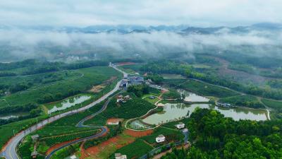 崇阳：云雾鸡鸣峰  茶香绕清明