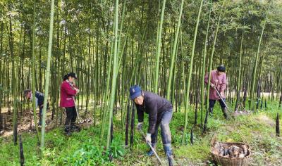 崇阳县桂花泉镇：小小雷竹笋串起致富产业链