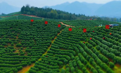 微视 | 来崇阳 采春茶 看楚超