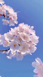 【微视】早安·大美崇阳