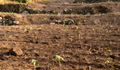 【林下掘“金” 生态富民㉕】崇阳高枧乡：林下种黄精   致富有“良方”