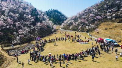 从赏花热到四季春   解码崇阳“花经济”产业链