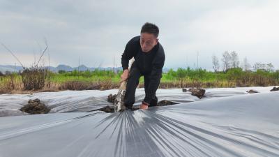 【崇阳“异乡人”⑥】“老黑”阮荣强：订单蔬菜“蔬”写共富梦