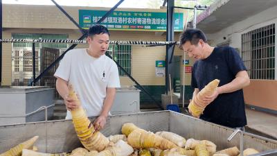 崇阳县双港村：党建“牵线”  竹笋“成金”