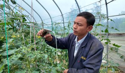 【崇阳异乡人⑦】江西夫妻崇阳“安家”  深耕田间多元种植 