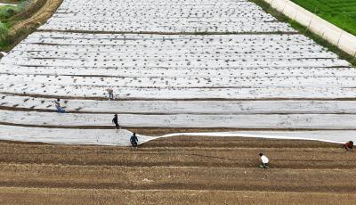 解锁春耕新图景  崇阳县堰下村试种“致富花”