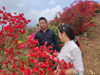 小镇创业家⑥ | 十年守着一座山  他让杜鹃开满山