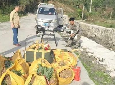 【林下掘“金” 生态富民㉗】崇阳县高枧乡：黄精苗“坐”上无人机