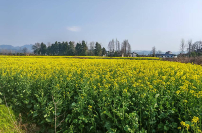 万象“耕”新，解锁崇阳县高枧乡春天的打开方式