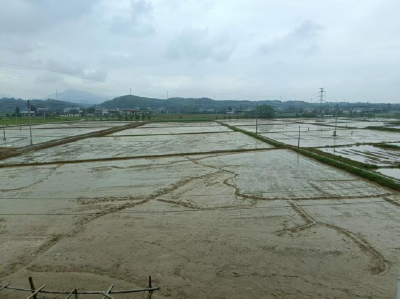 崇阳县白骡村300亩早稻田里的“精细账”