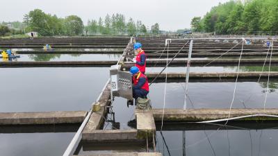 国网崇阳县供电公司：春检保电护航鲟鱼生长