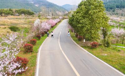绿草如茵桃花灼灼   在崇阳县大市村邂逅温柔春光