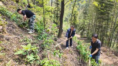 【林下掘“金” 生态富民㉖】崇阳县桂花泉镇：小黄精种出“黄金”产业链