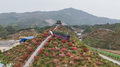 错过又要再等一年！崇阳杜鹃庄园里藏着“人间四月天”