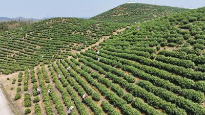 崇阳县青山镇：春茶开采正当时   茶香四溢助增收