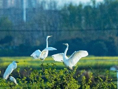 海报丨风清景明 且向春光行
