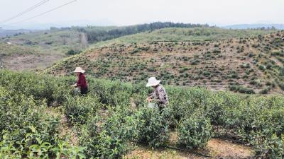 揽青山秀水，采春日黄茶！崇阳县小港村奏响采茶增收曲