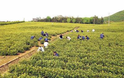 青春光明行  茶香暖人心