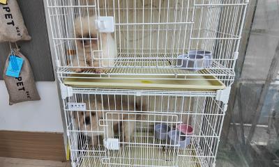 “五一”假期宠物寄养需求升温  预订火爆