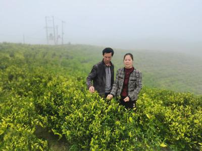 【崇阳异乡人⑧】十余年深耕茶山   异乡客成了“自家人”