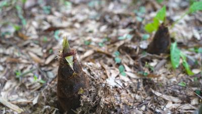 崇阳：清明风起   那一筷鲜笋里的乡愁归途