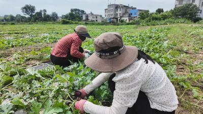 田间管护忙   崇阳县白马村西瓜6月底将“甜蜜”上市