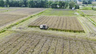 科技赋能保丰收   崇阳22.51万亩油菜开镰