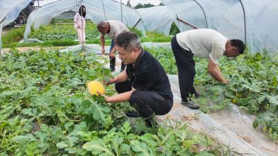 党建引领奔富路  崇阳县堰下家庭农场瓜果飘香迎丰收