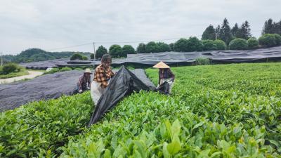 千亩茶园穿上“防晒衣”！崇阳碾茶生产线上线让夏秋茶成“香饽饽”