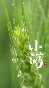 【煜茜时间】今日恰逢小满，万物小得盈满，麦子渐熟，阳气充盈。世间小满而无大满，藏着知足常乐的人生智慧。不必苛求完美，留有余韵与期许，愿我们心怀小满，日子温润，自在欢喜